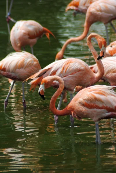 Карибский фламинго — стоковое фото