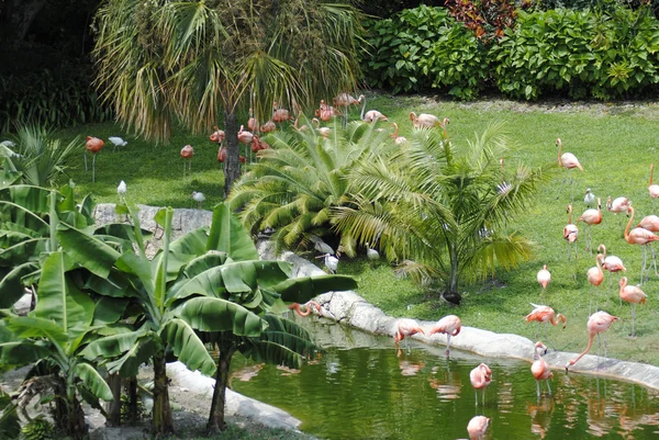 Caribbean flamingos — Stock Photo, Image