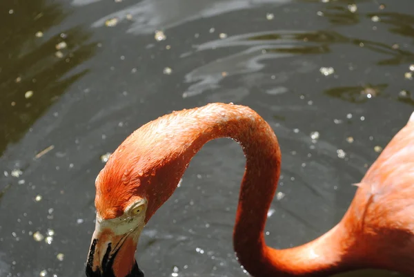 Карибский фламинго — стоковое фото