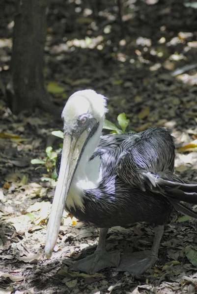 Pelicano castanho — Fotografia de Stock
