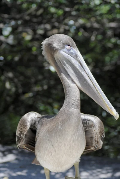 Pellicano bruno — Foto Stock