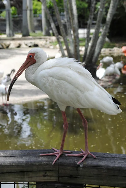 Ibis bianco — Foto Stock