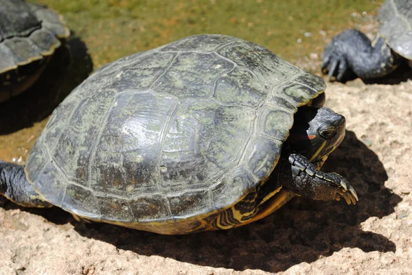 Diamondback terrapin — Stock Photo, Image