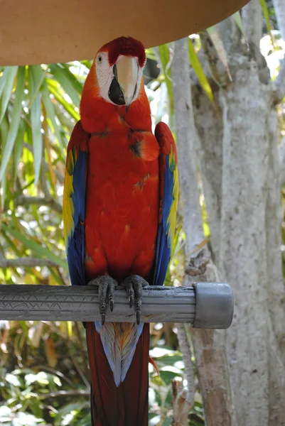 Scarlet macaw — Stock Photo, Image