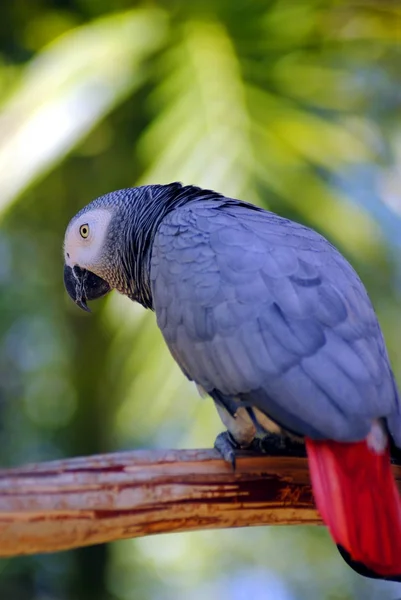 African grey parrot — Stock Photo, Image