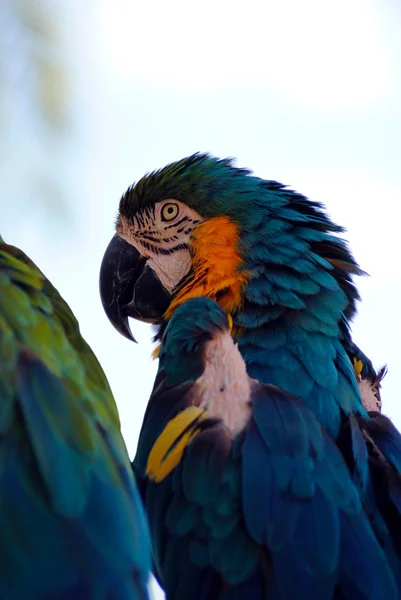 Blue and yellow macaw — Stock Photo, Image