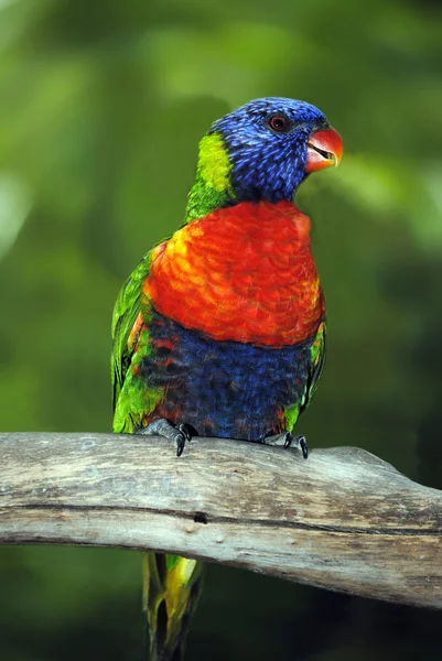 Regenbogenlorikeet — Stockfoto