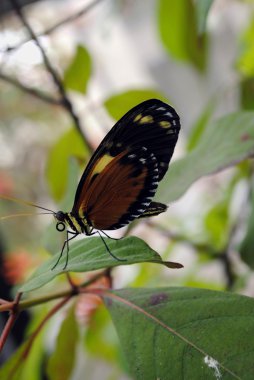Kaplan longwing kelebek