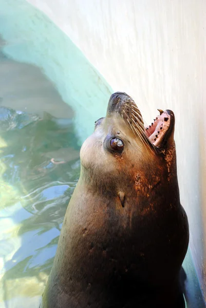 Sea lion — Stock Photo, Image