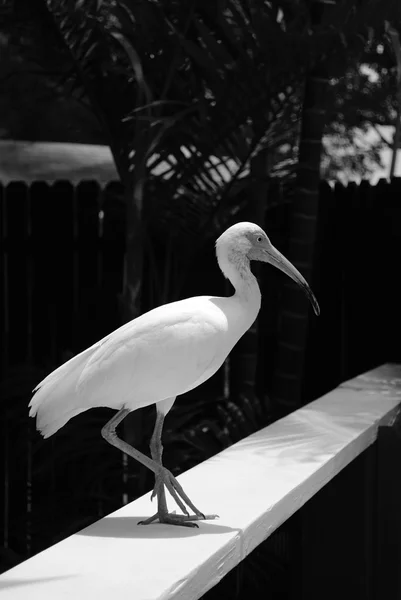 Weißer Ibis — Stockfoto