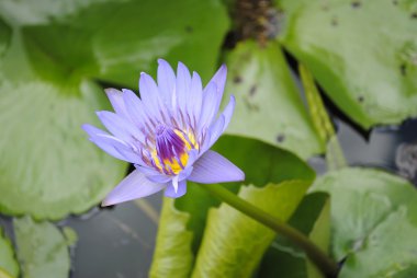 Water lily flower