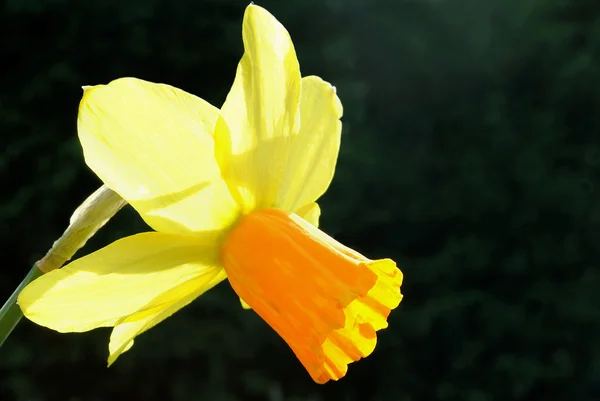 Narciso Tete-a-Tete — Fotografia de Stock