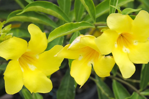 Allamanda cathartic GOLDEN TRUMPET — Stock Photo, Image