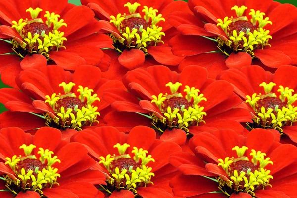 Zinnia bloemen — Stockfoto