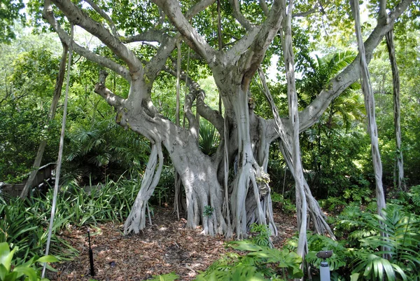 Баньяново дерево — стоковое фото