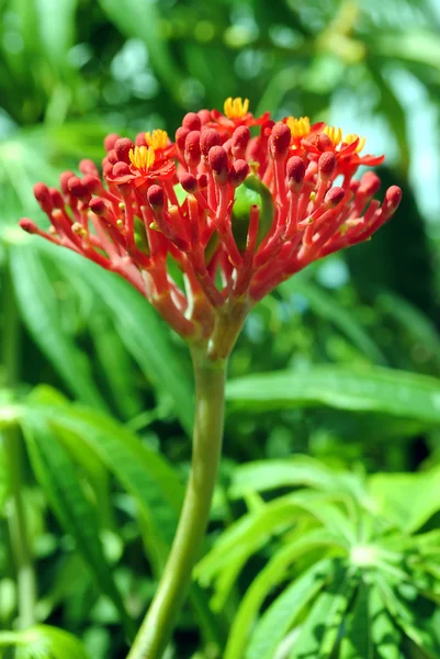 Jatropha podagrica — Stock Photo, Image