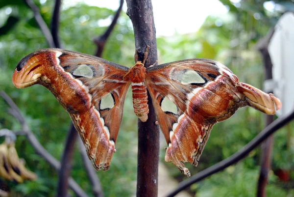 Mariposa do atlas — Fotografia de Stock