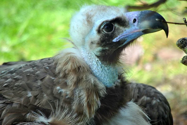 Cinereous Vulture — Stok Foto