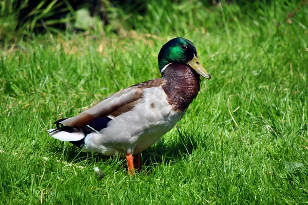 Male mallard duck — Stock Photo, Image