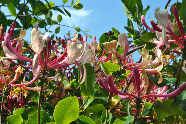 Honeysuckle flowers