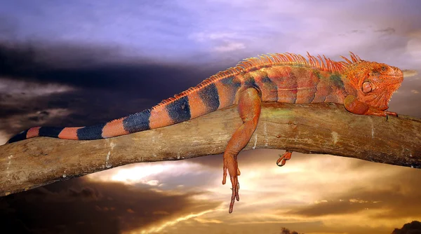 Laranja e preto Lagarto ao pôr do sol — Fotografia de Stock