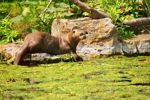 Otter Raksasa — Stok Foto