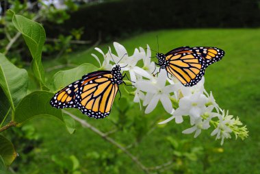 Monarch butterflies clipart