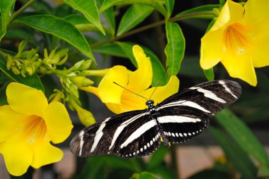 Zebra Longwing butterfly clipart