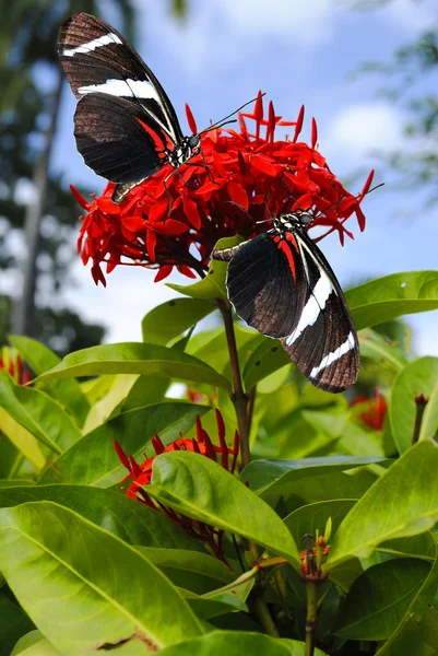 Zebra Farfalla di Longwing — Foto Stock