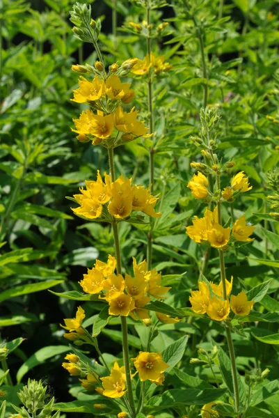 Yellow Loosestrife — Stock Photo, Image