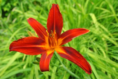 Hemerocallis 'Crimson Pirate'