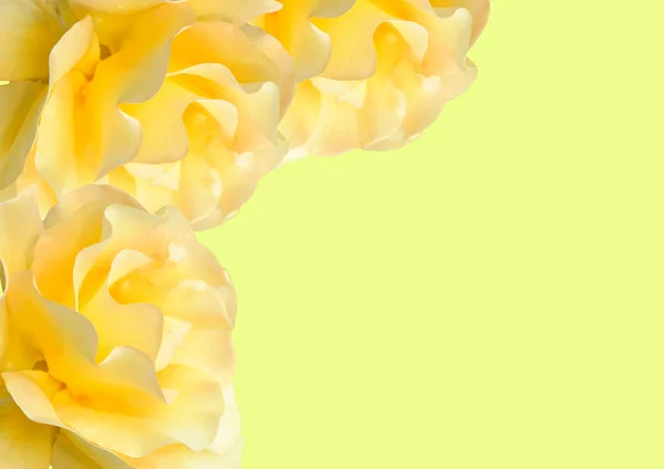 Keltaiset ruusut — kuvapankkivalokuva