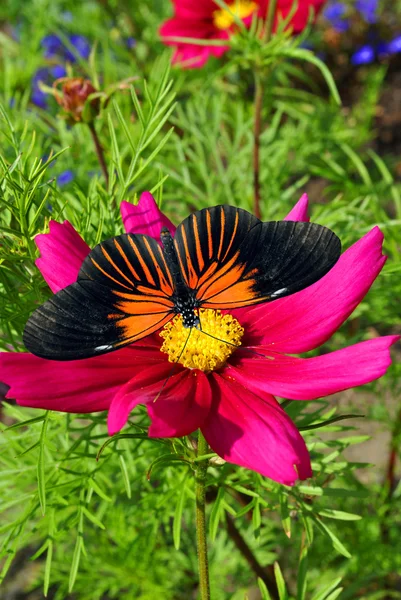 Flor mexicana con una Doris Longwing Butterfly — Foto de Stock