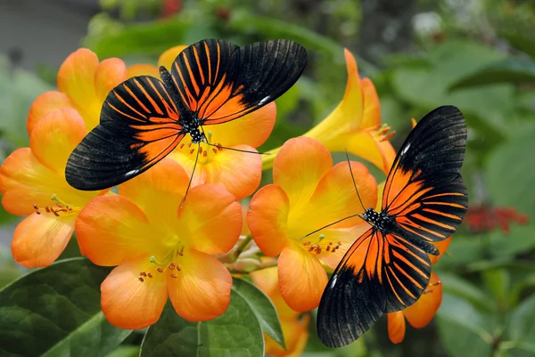Тропічні рододендрон simbu захід сонця квіти з 2 Доріс Longwing метеликів Ліцензійні Стокові Зображення