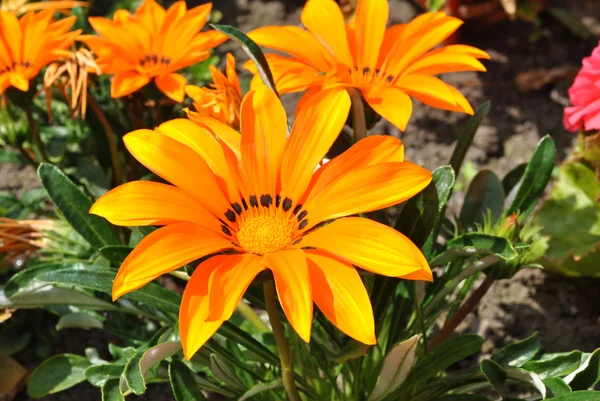 Gazania resplandece 'Talento Naranja' — Foto de Stock