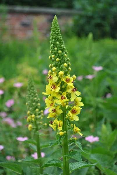 Agrimonia eupatoria