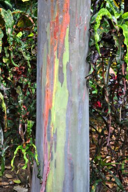 Rainbow Eucalyptus tree clipart