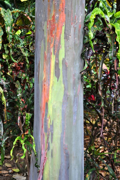 Rainbow Eucalyptus tree — Stock Photo, Image