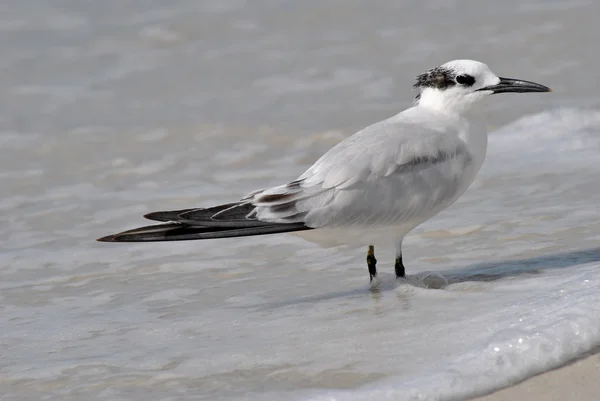 Gull-billed Tern — Stock Photo, Image