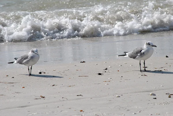 Gull-billed Terns — Stock Photo, Image