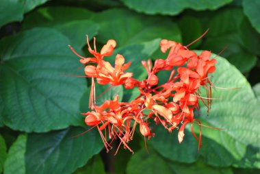 Clerodendrum speciosissimum