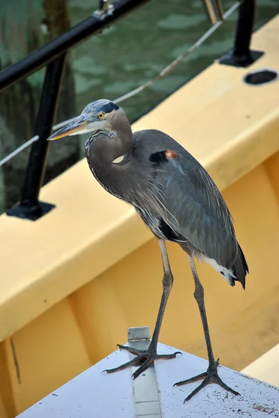 Great blue heron — Stock Photo, Image