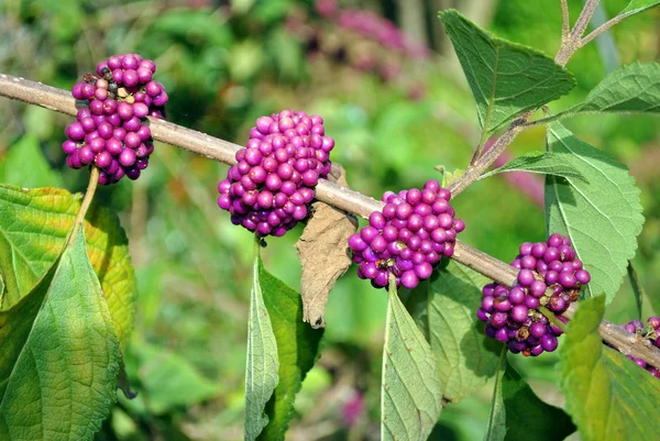 Beautyberry — Stockfoto