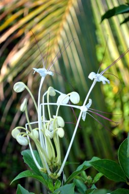 Clerodendrum incisum