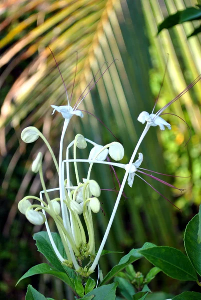 Clerodendrum incisum — стокове фото