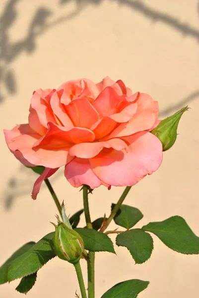 玫瑰托斯卡纳的阳光 — 图库照片