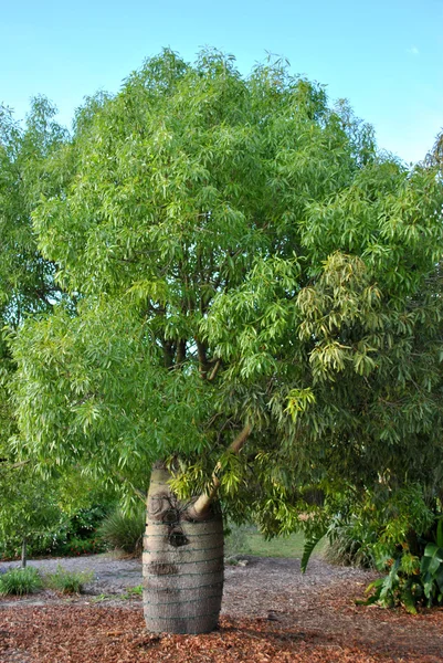 Arbre à bouteilles — Photo