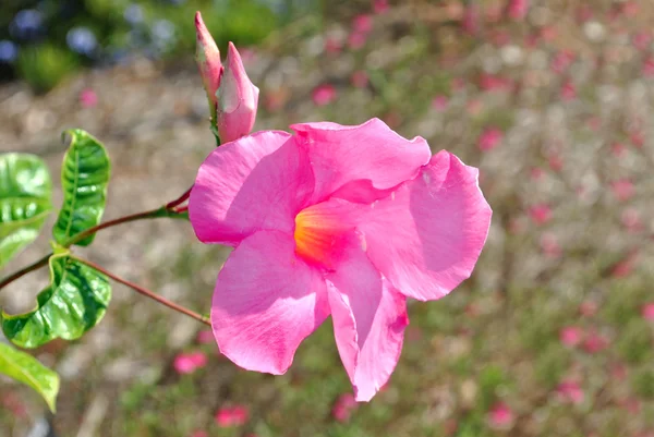 Mandevilla boliviensis — стокове фото