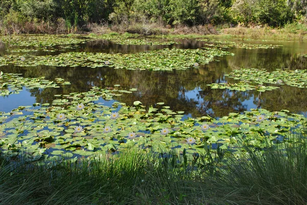 Waterlily pond — Stock Photo, Image