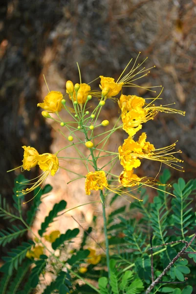 Karzeł poinciana — Zdjęcie stockowe